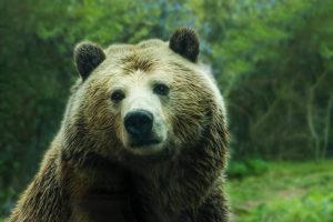 Ursul brun animal de putere